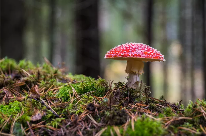 The Red Hat