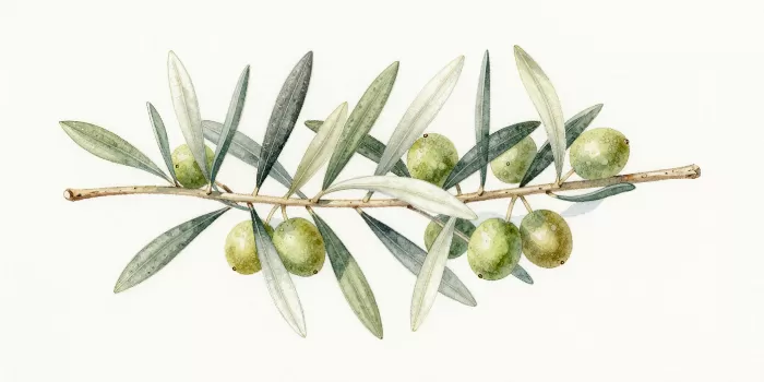 Silver Leaves