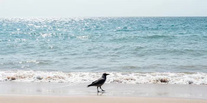 Crow At Tide
