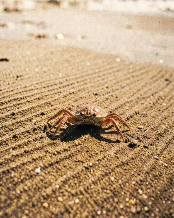Tide Walker
