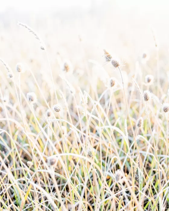 Frosted Grasses
