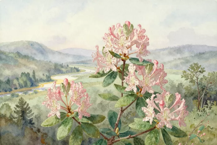 Laurel Valley