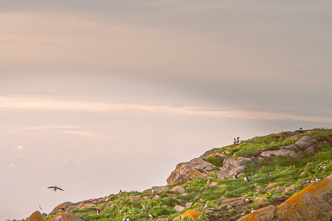 Puffin Colony - Newfoundland art print