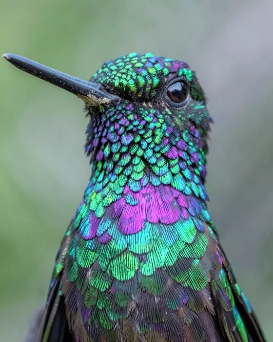 Jewel Throat