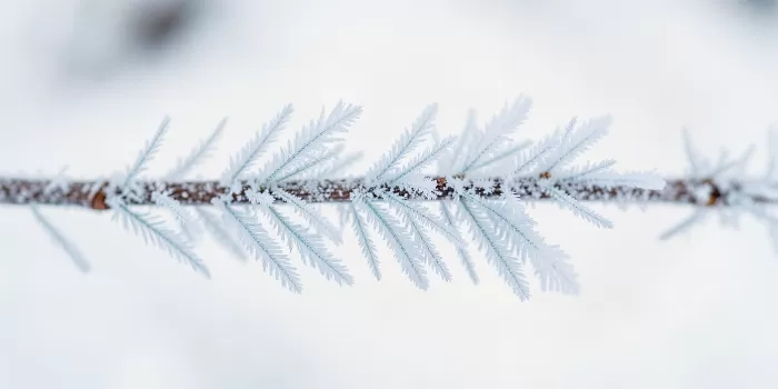 Willow Frost