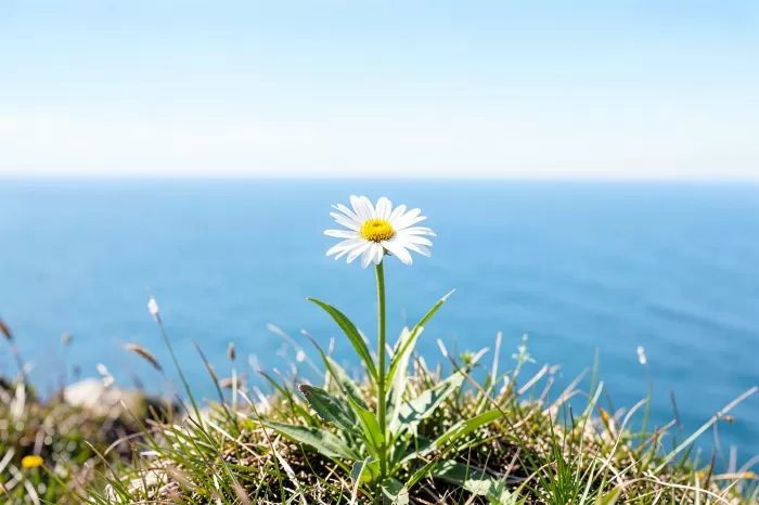 Cliff Daisy