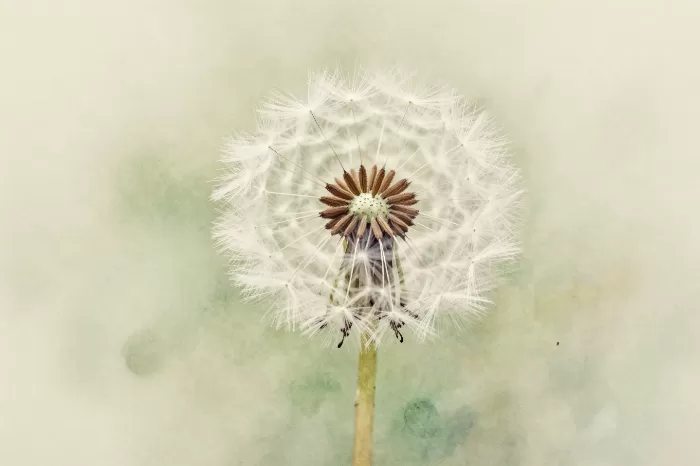 Seed Whisper