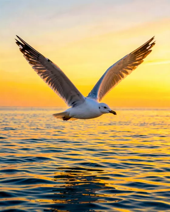 Sunlit Gull