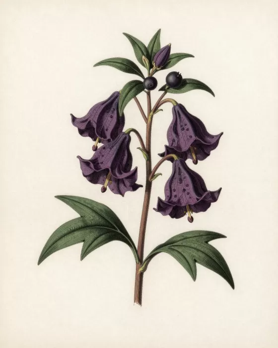 Deadly Nightshade