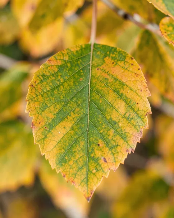 Aspen Veins