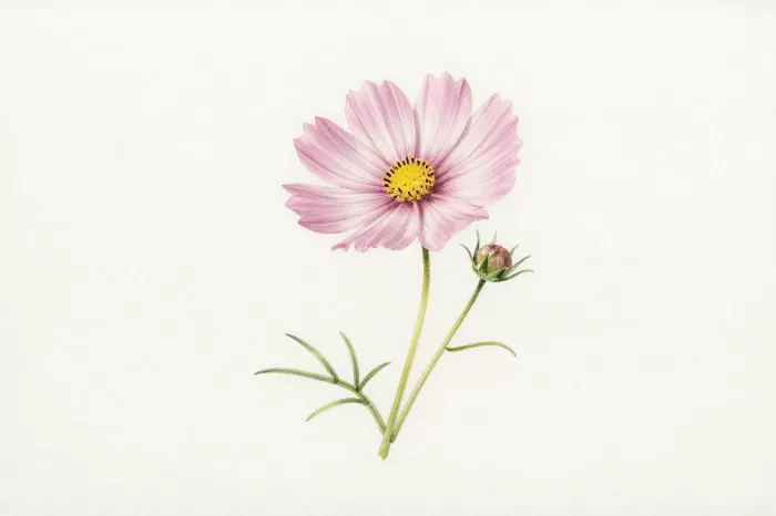 Pale Cosmos