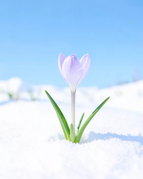 Spring's Promise