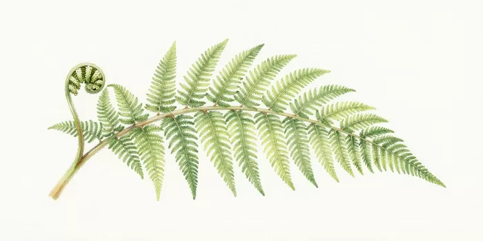 Panoramic Frond