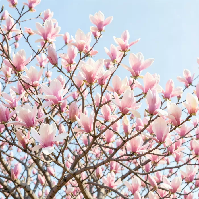 Pink Magnolias