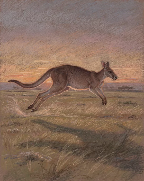 Sunset Kangaroo