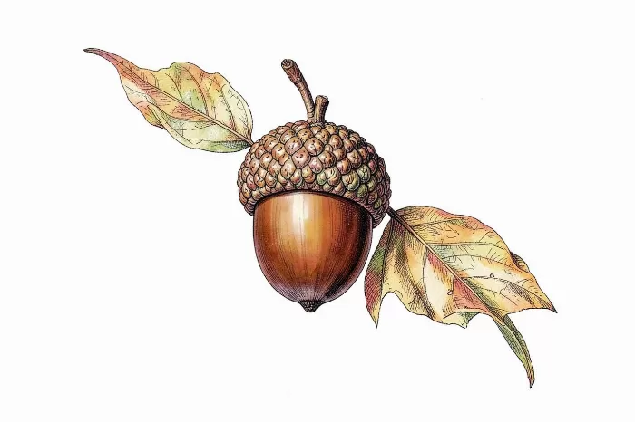 Acorn Study