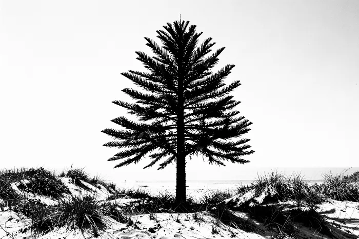 Dune Stand