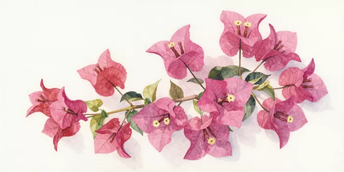 Pale Bougainvillea