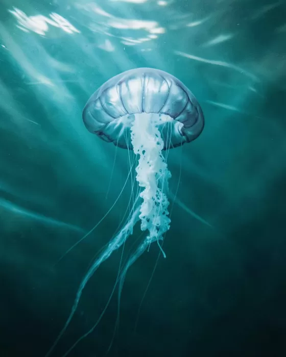 Jellyfish Drift