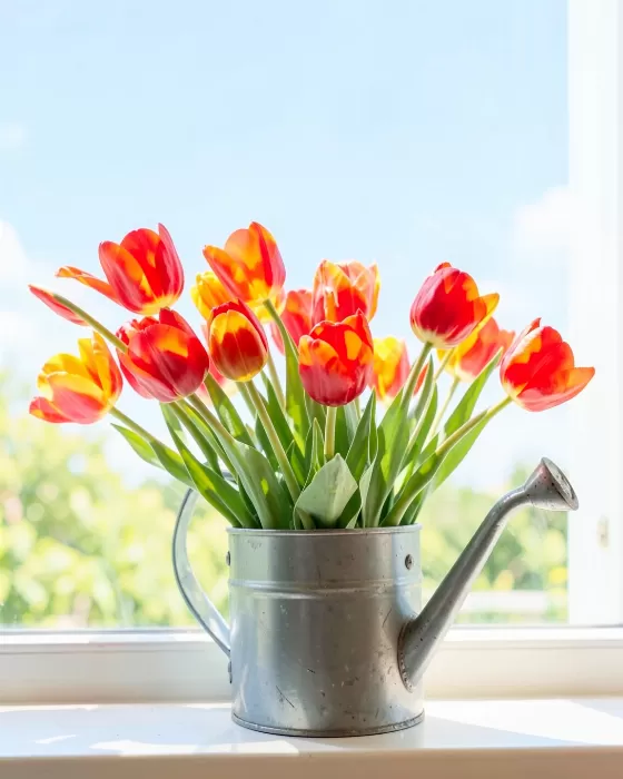 Sill Tulips