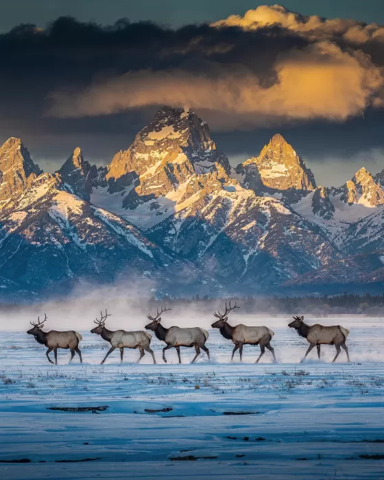 Frozen Meadow
