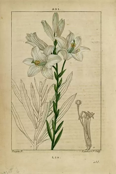 Flowers 3