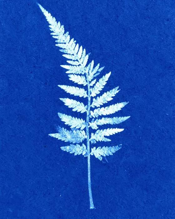 Cyanotype Leaf