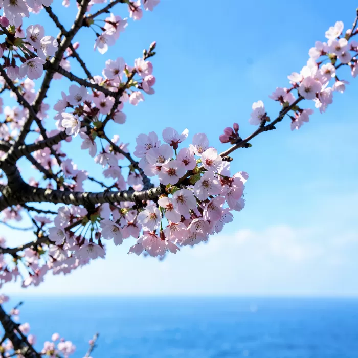 Coastal Blossom