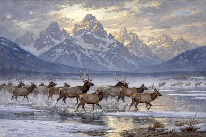 Teton Elk