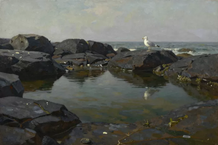 Tidepool Gull
