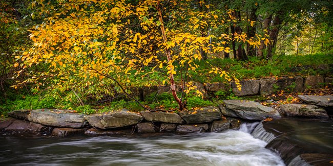 Natures Garden - Newfoundland art print