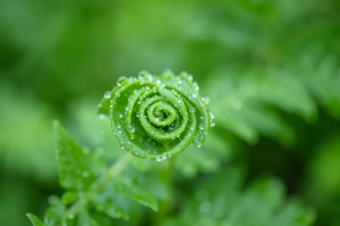 Dew Coil