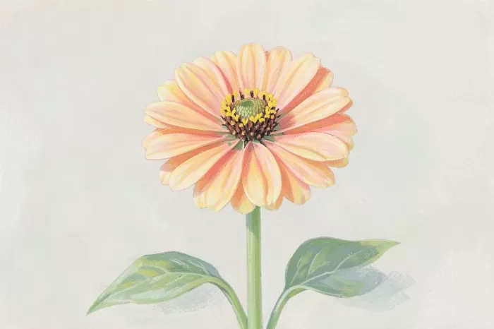 Apricot Petals