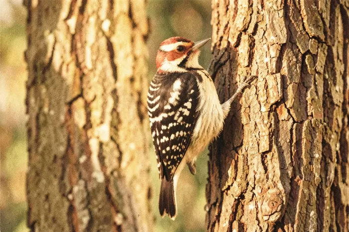 Honeyed Woodpecker
