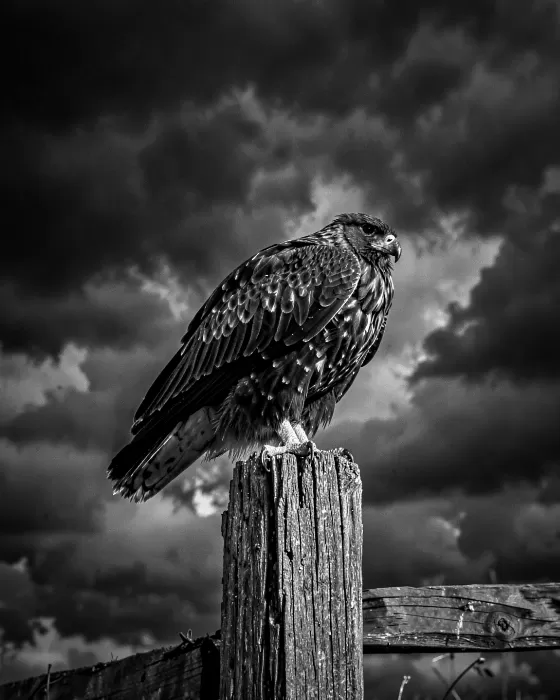Sentinel