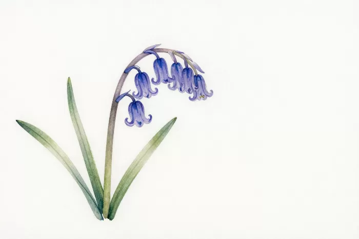 Nodding Bluebells