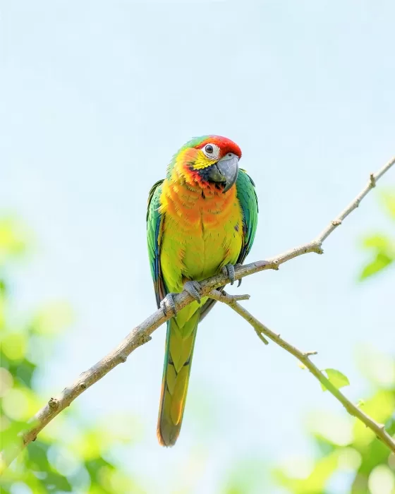 Feathered Branch