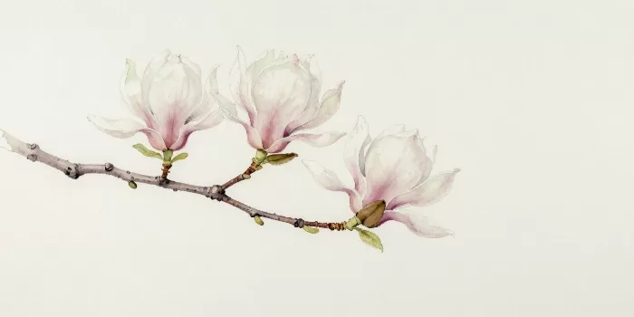 Magnolia Study II