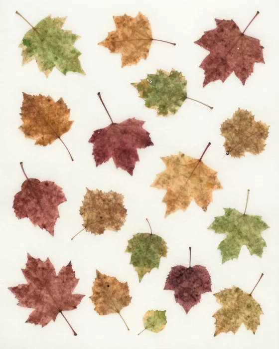 Fall Art canvas prints