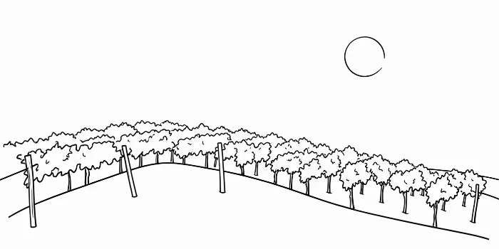 Vineyard Line