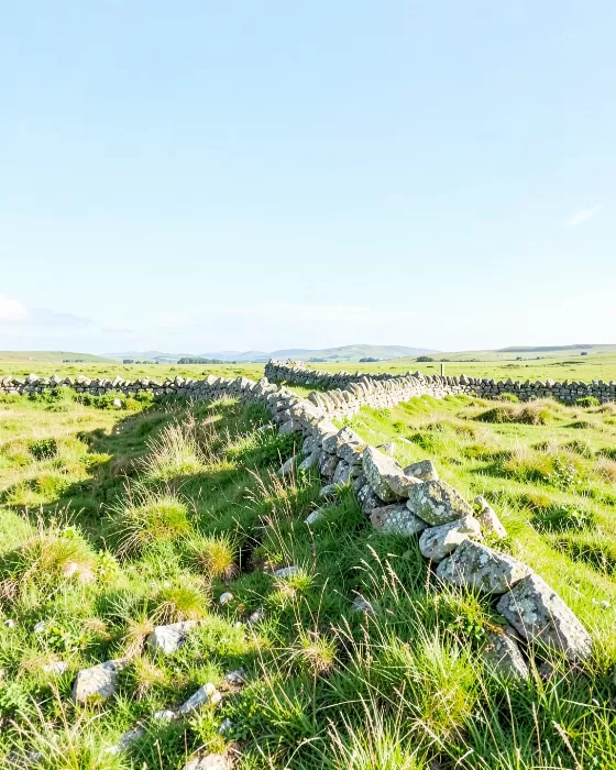 Bog And Meadow