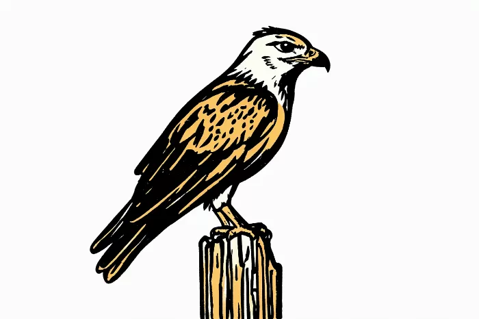 Hawk Perch