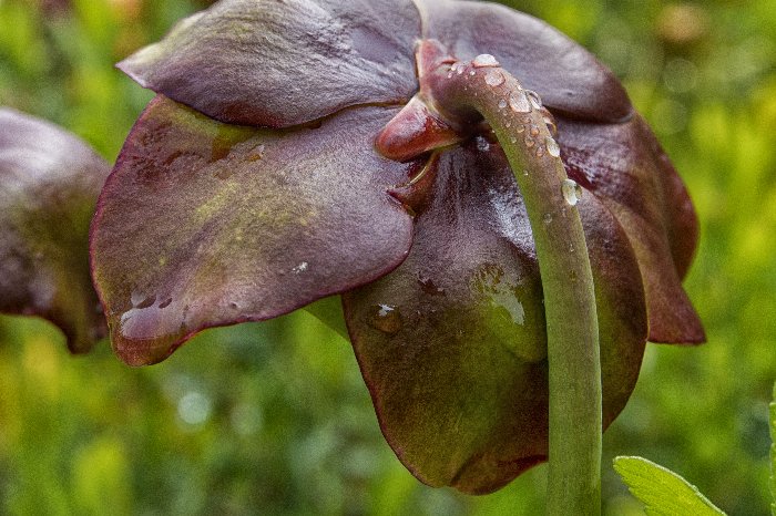 Pitcher Plant - Newfoundland art print