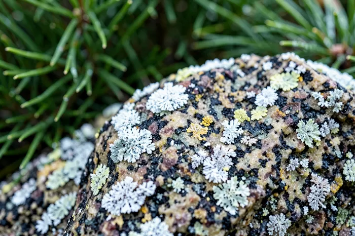 Granite Frost