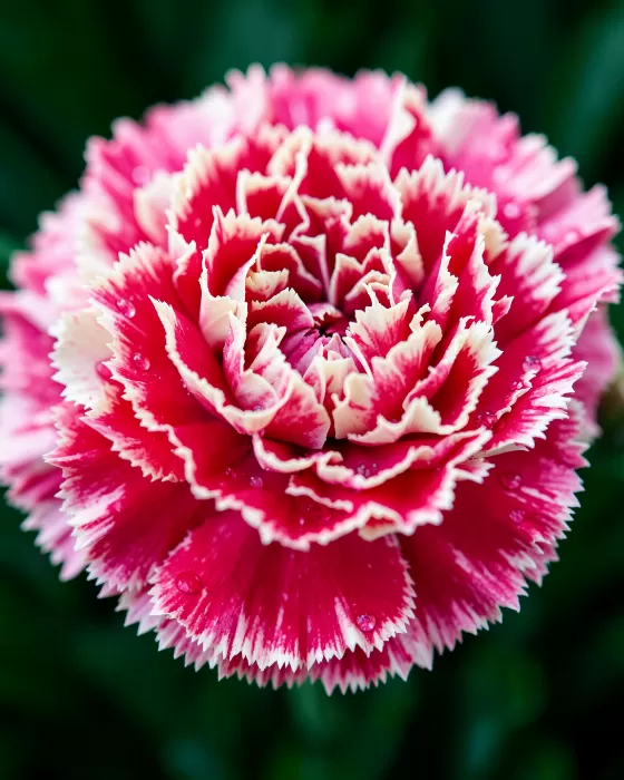 Carnation Heart