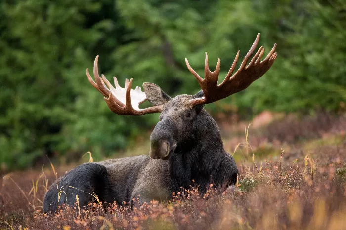 moose on meadow