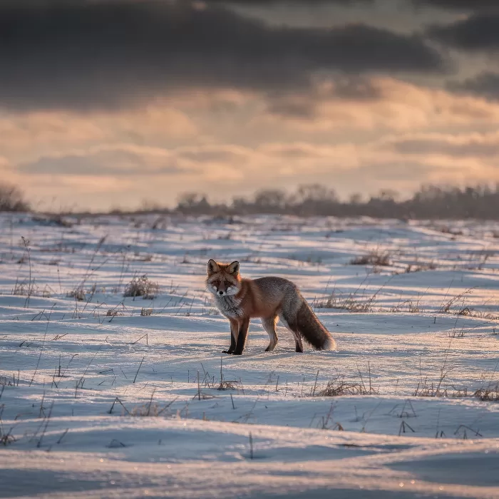 Fox Alert