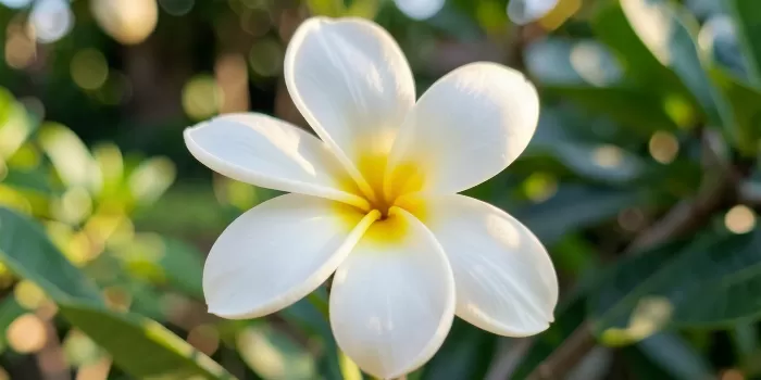 Creamy Bloom