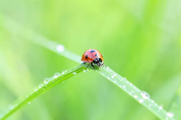Ladybird Rest