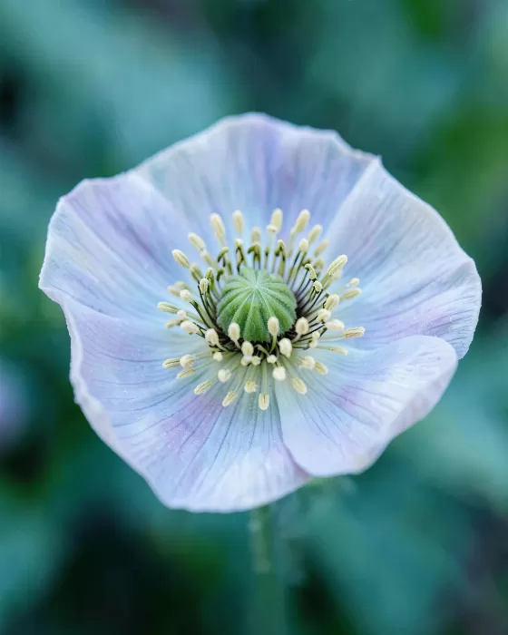 Anemone Heart
